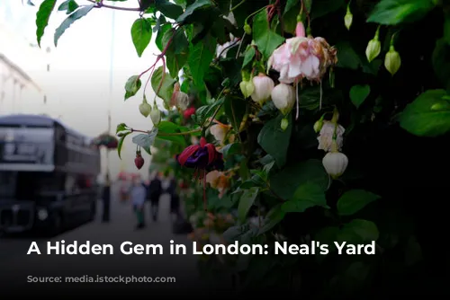 A Hidden Gem in London: Neal's Yard