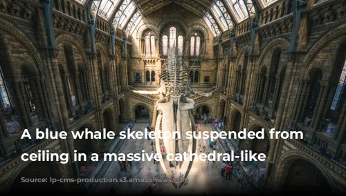 A blue whale skeleton suspended from the ceiling in a massive cathedral-like room.