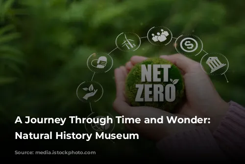 A Journey Through Time and Wonder: The Natural History Museum