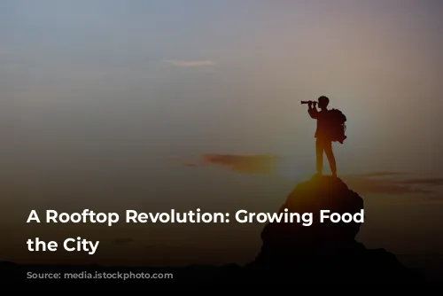 A Rooftop Revolution: Growing Food in the City