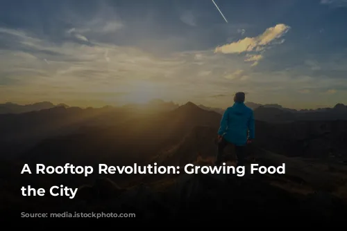 A Rooftop Revolution: Growing Food in the City