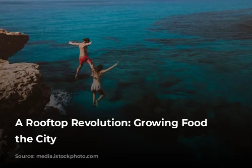 A Rooftop Revolution: Growing Food in the City