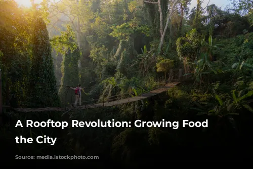 A Rooftop Revolution: Growing Food in the City