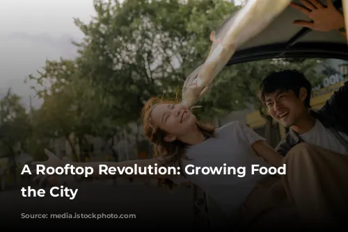 A Rooftop Revolution: Growing Food in the City