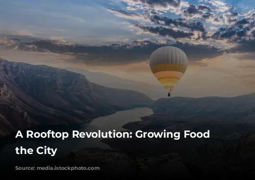 A Rooftop Revolution: Growing Food in the City