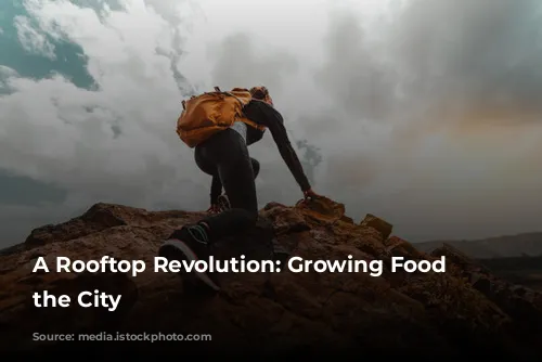 A Rooftop Revolution: Growing Food in the City