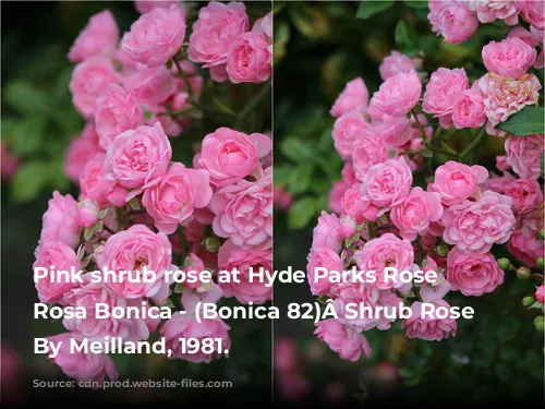 Pink shrub rose at Hyde Parks Rose Garden, Rosa Bonica - (Bonica 82)Â Shrub Rose Bread By Meilland, 1981.