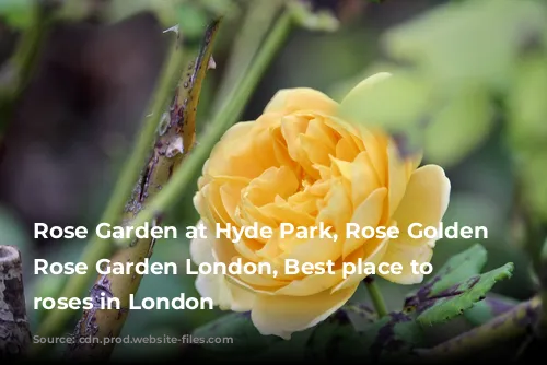 Rose Garden at Hyde Park, Rose Golden Celebration, Rose Garden London, Best place to see roses in London