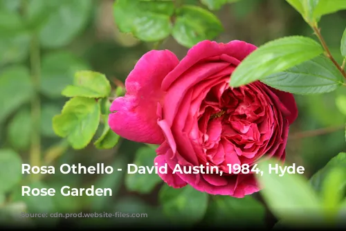 Rosa Othello - David Austin, 1984, Hyde Park Rose Garden