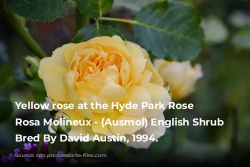 Yellow rose at the Hyde Park Rose Garden, Rosa Molineux - (Ausmol) English Shrub Rose Bred By David Austin, 1994.