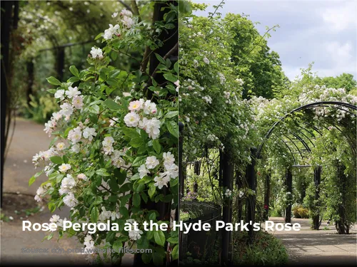 Rose Pergola at the Hyde Park's Rose Garden