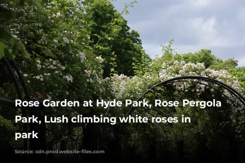 Rose Garden at Hyde Park, Rose Pergola Hyde Park, Lush climbing white roses in London park 