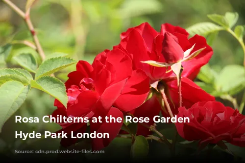 Rosa Chilterns at the Rose Garden in Hyde Park London