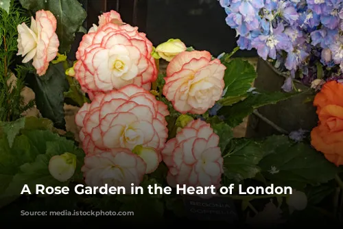 A Rose Garden in the Heart of London