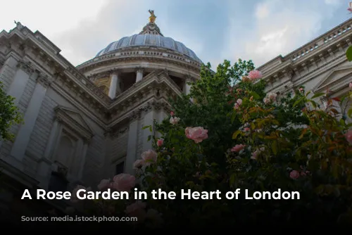 A Rose Garden in the Heart of London