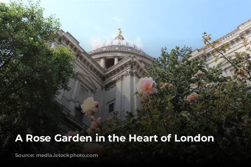 A Rose Garden in the Heart of London