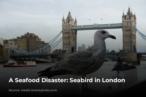 A Seafood Disaster: Seabird in London