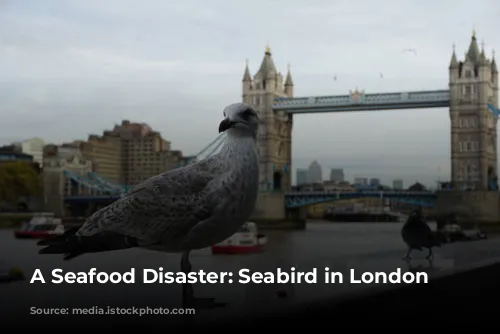 A Seafood Disaster: Seabird in London