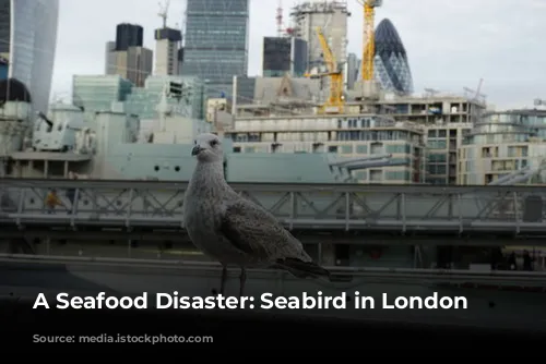 A Seafood Disaster: Seabird in London