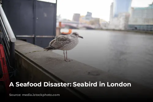 A Seafood Disaster: Seabird in London