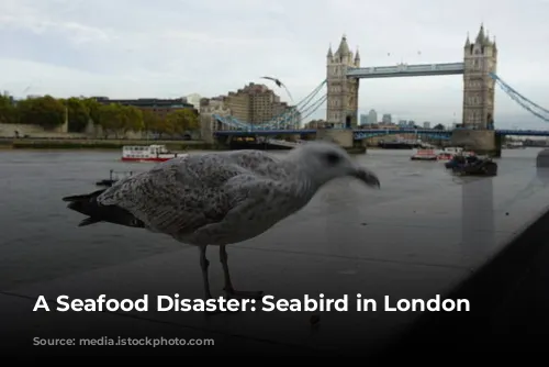 A Seafood Disaster: Seabird in London