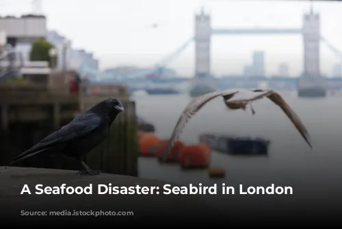 A Seafood Disaster: Seabird in London