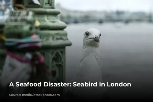 A Seafood Disaster: Seabird in London