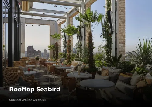 Rooftop Seabird