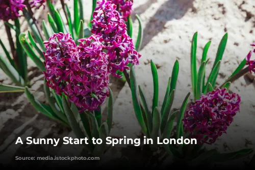 A Sunny Start to Spring in London