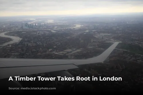 A Timber Tower Takes Root in London