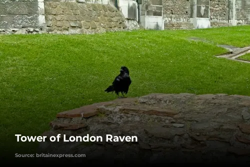 Tower of London Raven