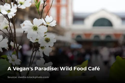 A Vegan's Paradise: Wild Food Café