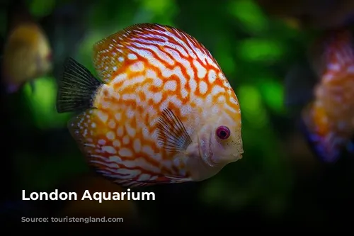 London Aquarium