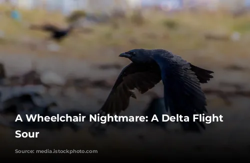 A Wheelchair Nightmare: A Delta Flight Turns Sour