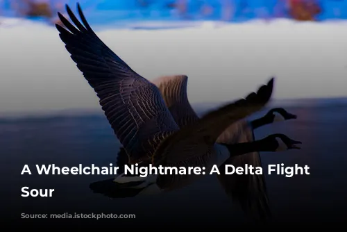 A Wheelchair Nightmare: A Delta Flight Turns Sour