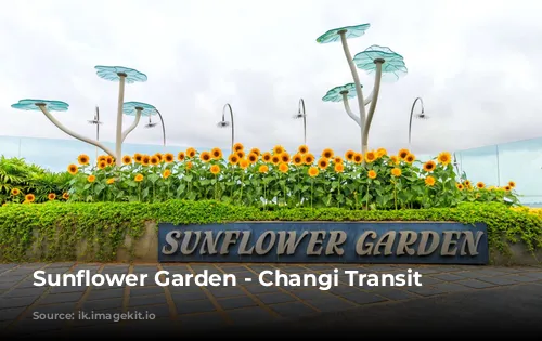 Sunflower Garden - Changi Transit