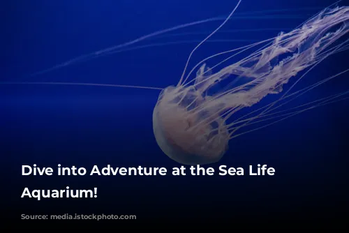 Dive into Adventure at the Sea Life London Aquarium!