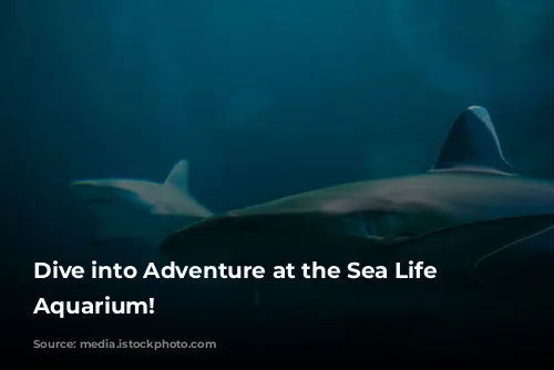 Dive into Adventure at the Sea Life London Aquarium!