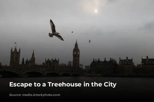 Escape to a Treehouse in the City