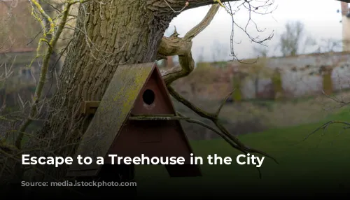 Escape to a Treehouse in the City