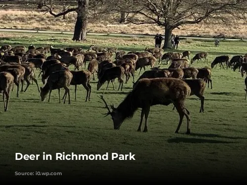 Deer in Richmond Park