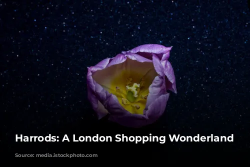 Harrods: A London Shopping Wonderland