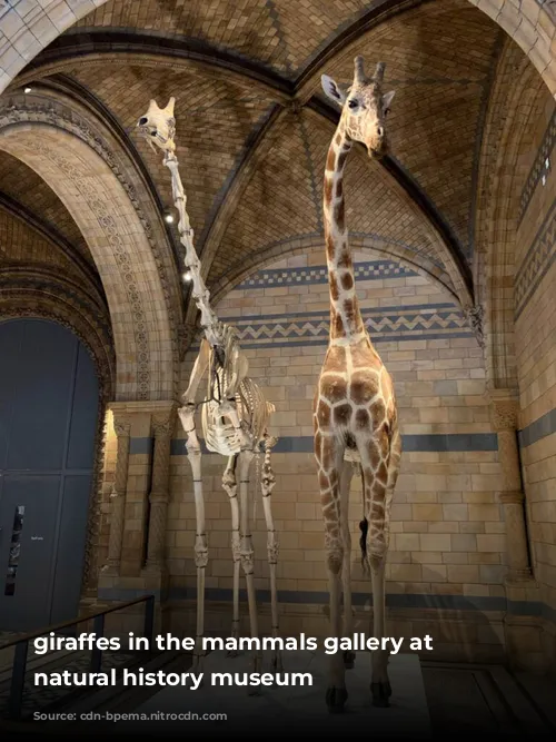 giraffes in the mammals gallery at the natural history museum