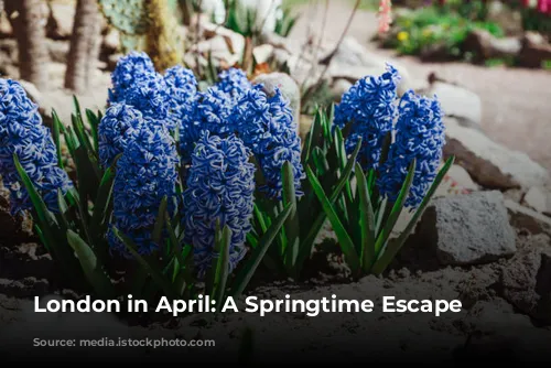 London in April: A Springtime Escape