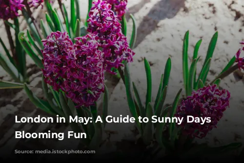 London in May: A Guide to Sunny Days and Blooming Fun