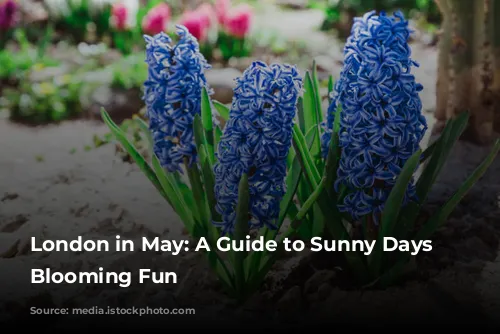 London in May: A Guide to Sunny Days and Blooming Fun