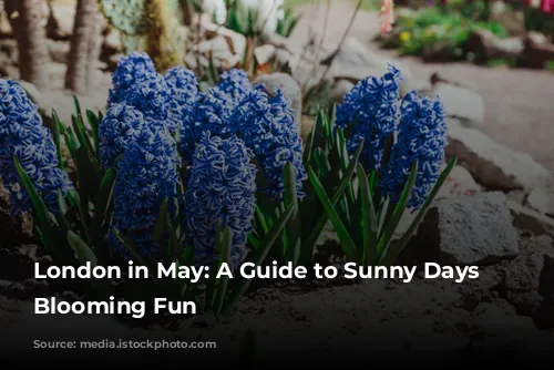 London in May: A Guide to Sunny Days and Blooming Fun