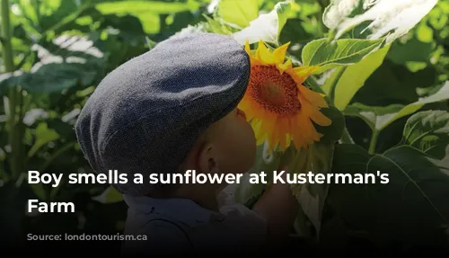 Boy smells a sunflower at Kusterman's Family Farm