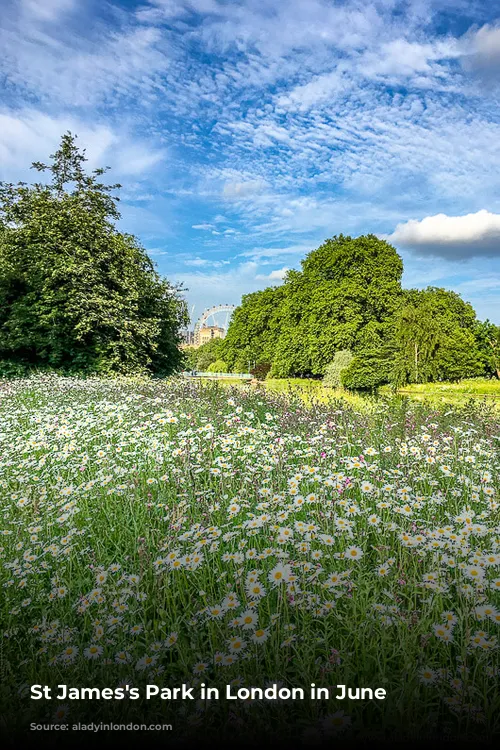 St James's Park in London in June