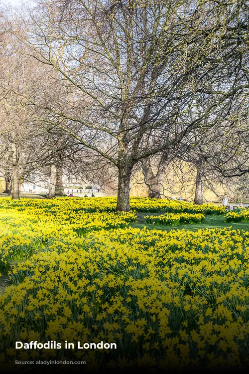 Daffodils in London